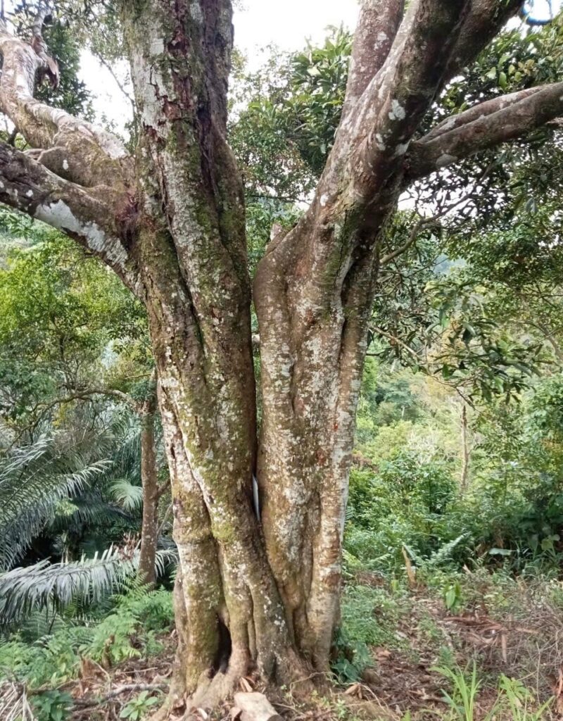 Cay que khung Tra Van 1