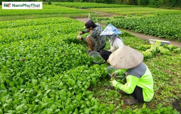 MOT SO KY NANG UNG PHO VOI MUA LON LU NGAP LUT 4