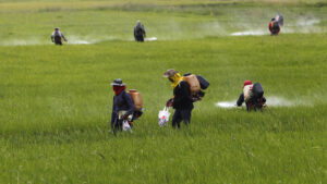 File photo of farmers spraying pesticide over a paddy field in Ayutthaya province