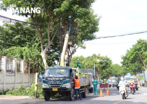 cat-tia-cay-xanh-phong-chong-bao-nam-2024-1