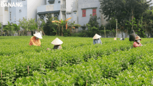 cham-hoa-tet-1