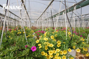 hanging-flower-baskets