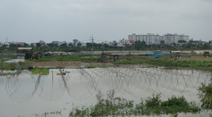 hoa-vang-ngap-lut-1