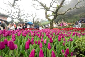 images1767609-v1-1