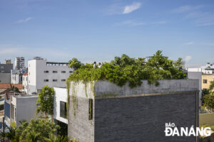 the-house-covered-with-plants-1