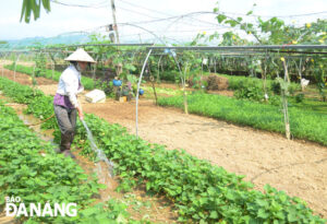 the-tuy-loan-organic-vegetable