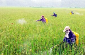 thuoc-bao-ve-thuc-vat-17610398408731190607293