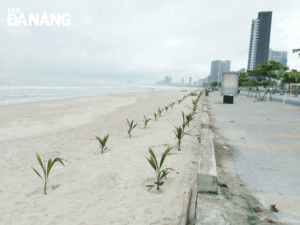 two-rows-of-dwarf-coconut-trees-were-planted