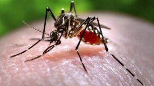 virus-zika-truy-e1-bb-81n-sang-ng-c6-b0-e1-bb-9di-th-c3-b4ng-qua-v-e1-ba-bft-c4-91-e1-bb-91t-t-e1-bb-ab-mu-e1-bb-97i-nhi-e1-bb-85m-b-e1-bb-87nh-h-e1-bb-8d-aedes-1