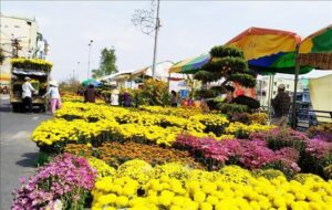 Diem ban cay canh tet phuong Son Tra