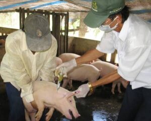 Tiem phong dich ta lon