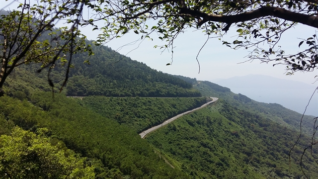 113140 rung nam hai van