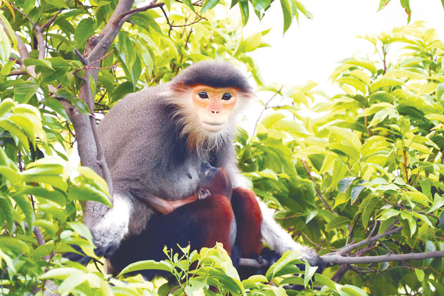 a red shanked