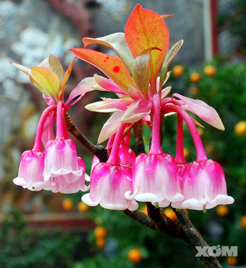 anh cuoc thi 2