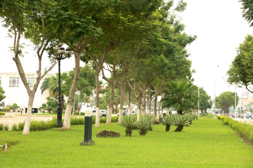 canh quan cay