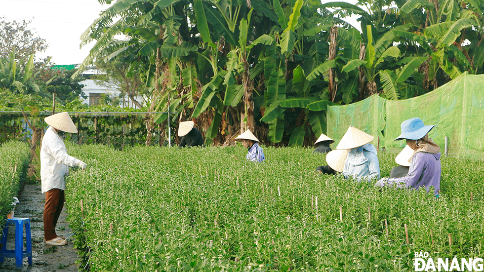 cham hoa tet 3