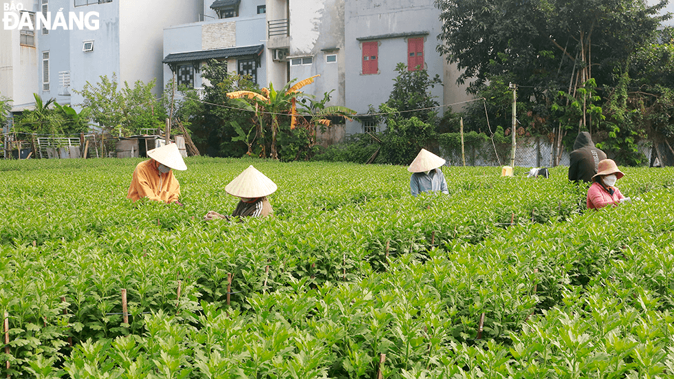 cham hoa tet