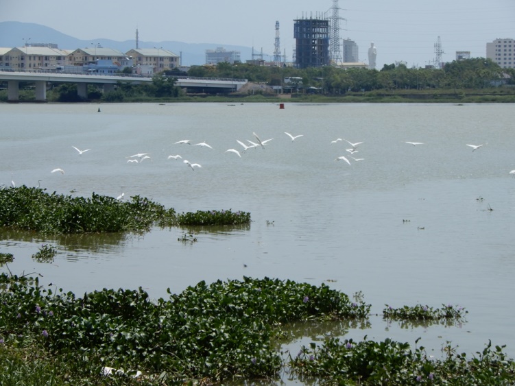dam xanh da nang