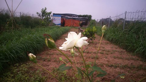 dat nong nghiep