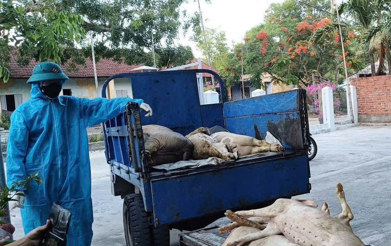 dich ta lon chau phi