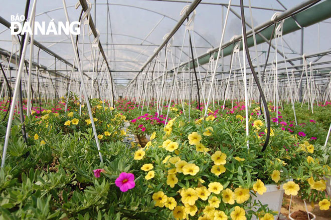 hanging flower baskets