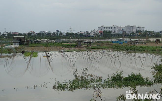 hoa vang ngap lut