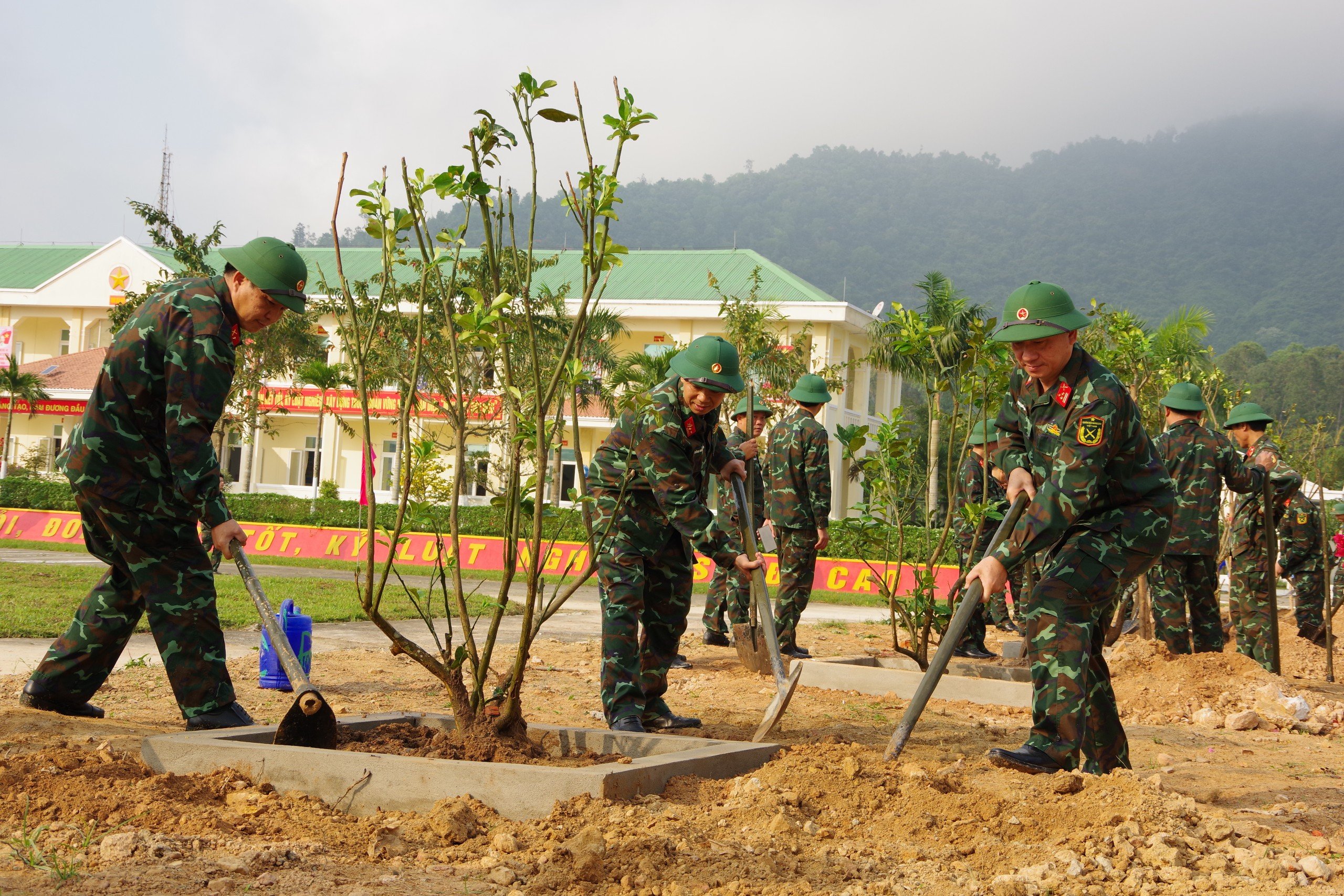 tet trong cay 2024 10