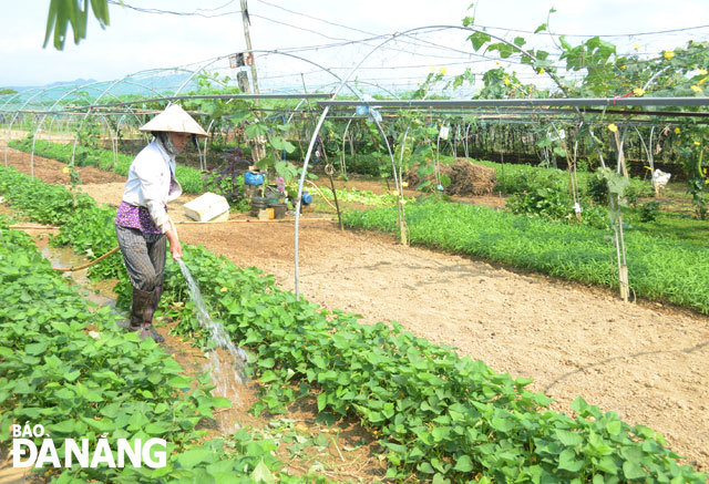 the tuy loan organic vegetable
