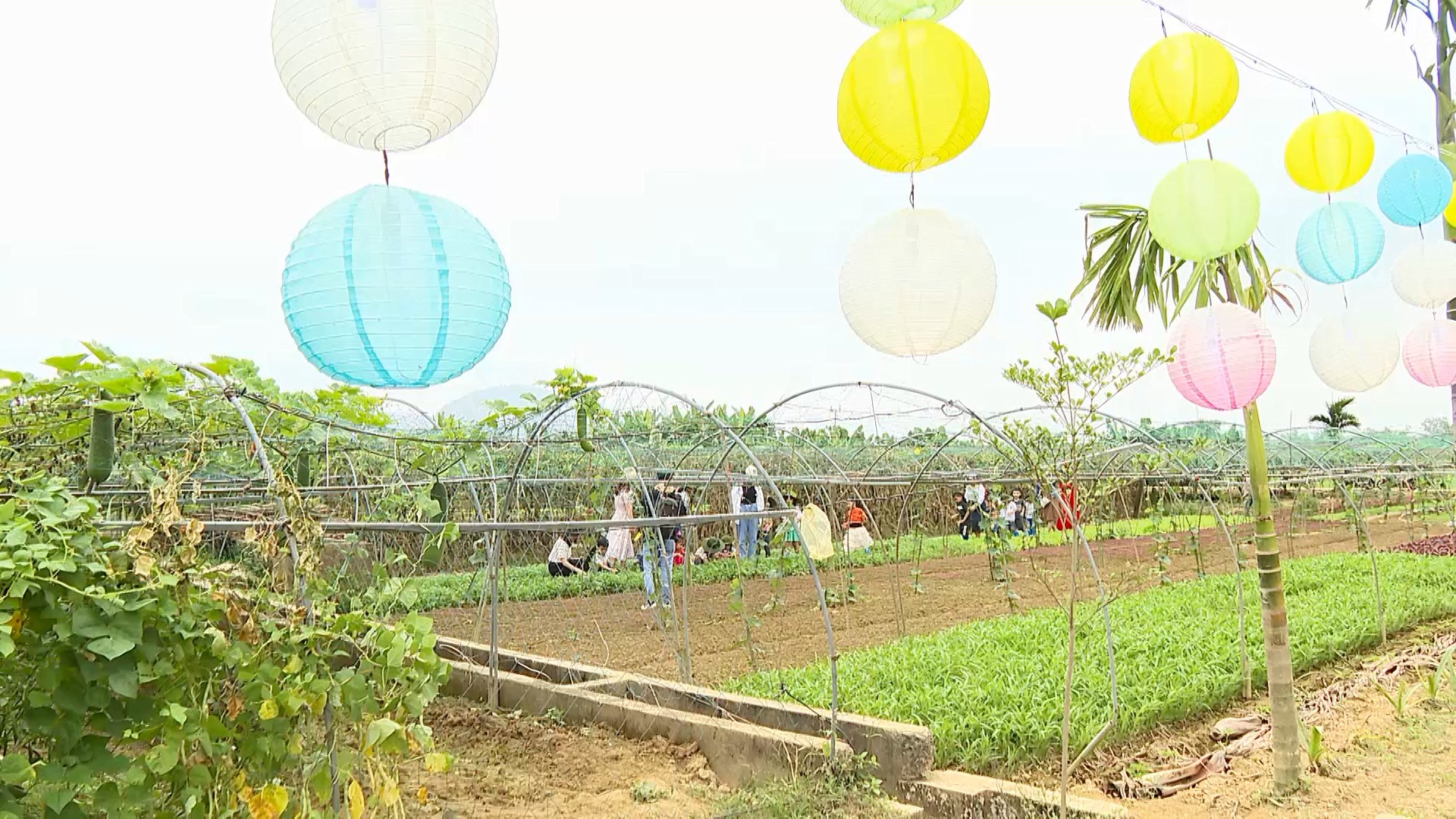 tin 6 5 25 du lich nong nghiep mp4 snapshot 00 23 5b2024 08 21 12 00 20 5d
