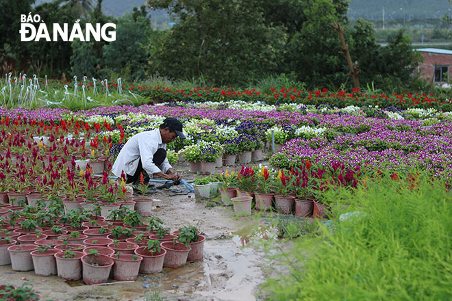 trong hoa