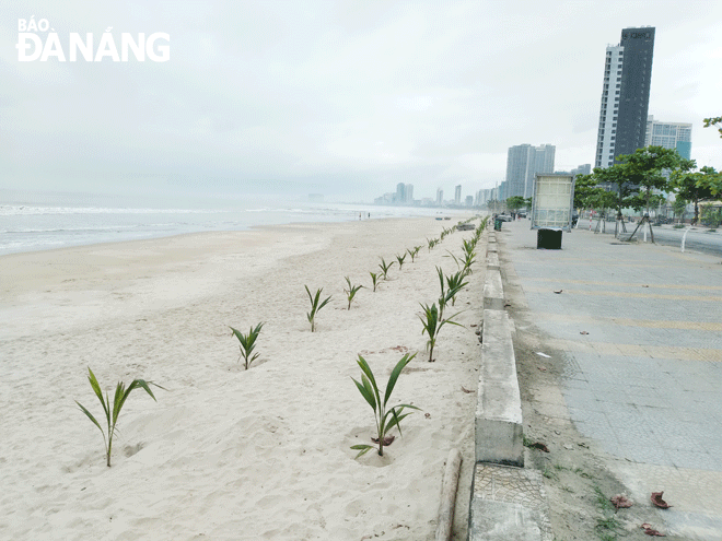 two rows of dwarf coconut trees were planted