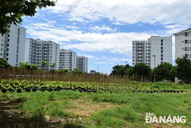 vacant land near phong bac apartment buildings