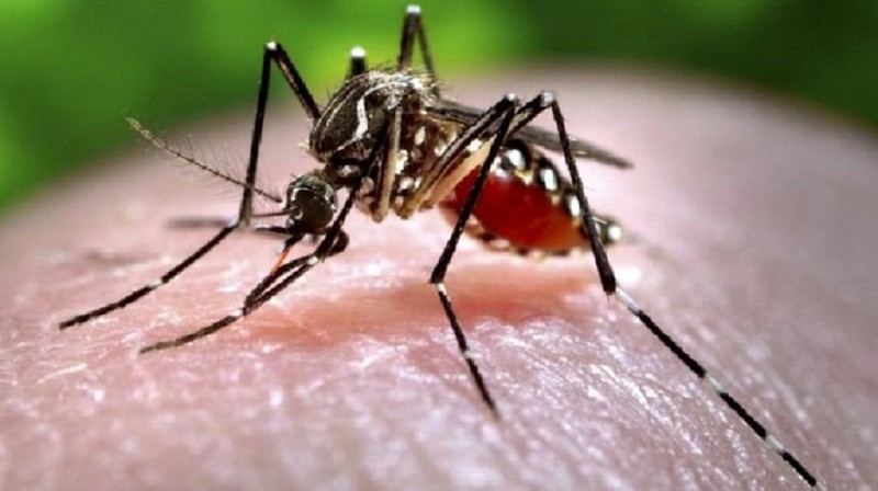 virus zika truy e1 bb 81n sang ng c6 b0 e1 bb 9di th c3 b4ng qua v e1 ba bft c4 91 e1 bb 91t t e1 bb ab mu e1 bb 97i nhi e1 bb 85m b e1 bb 87nh h e1 bb 8d aedes