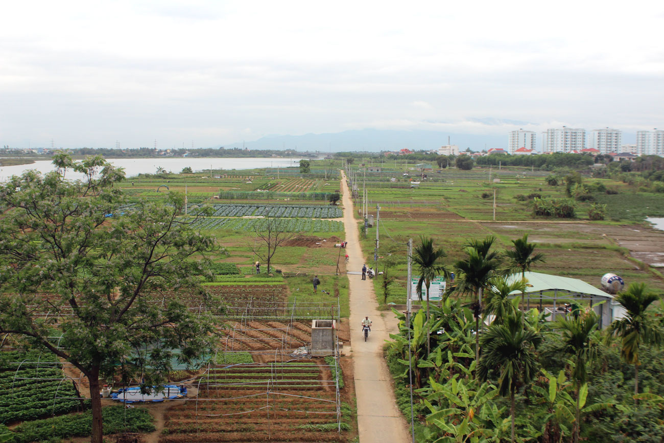 vung trong rau